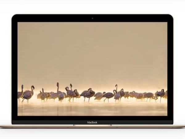 MacBook-Gold-free-mockup